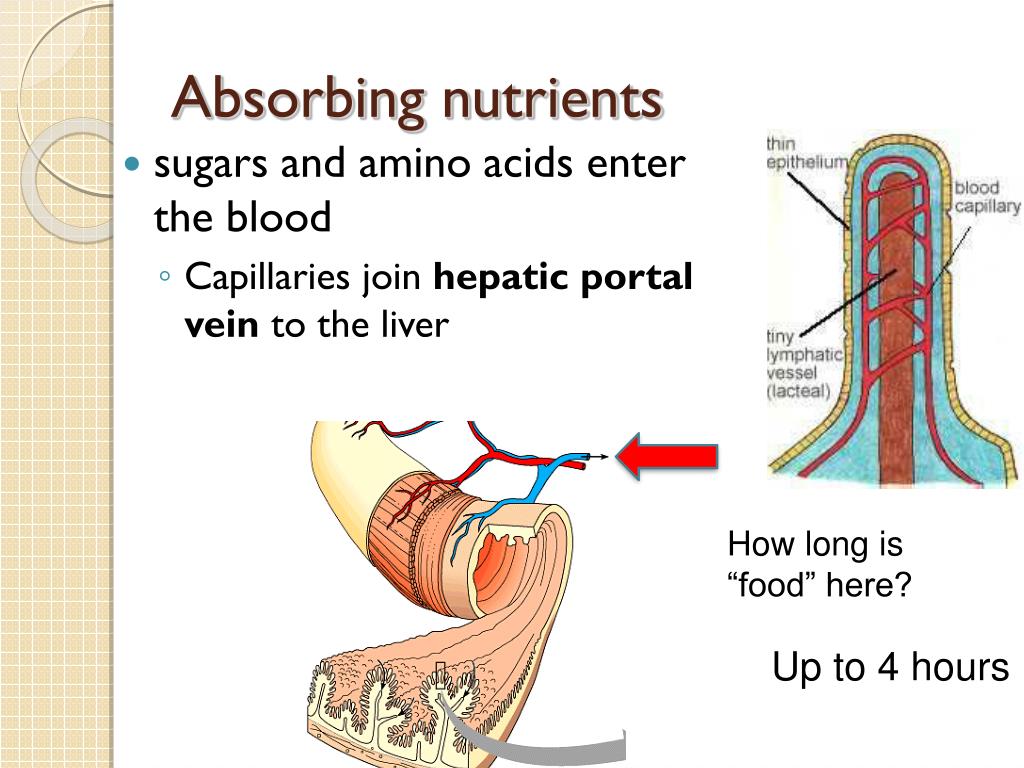 PPT - A Tour of the Digestive System PowerPoint Presentation, free