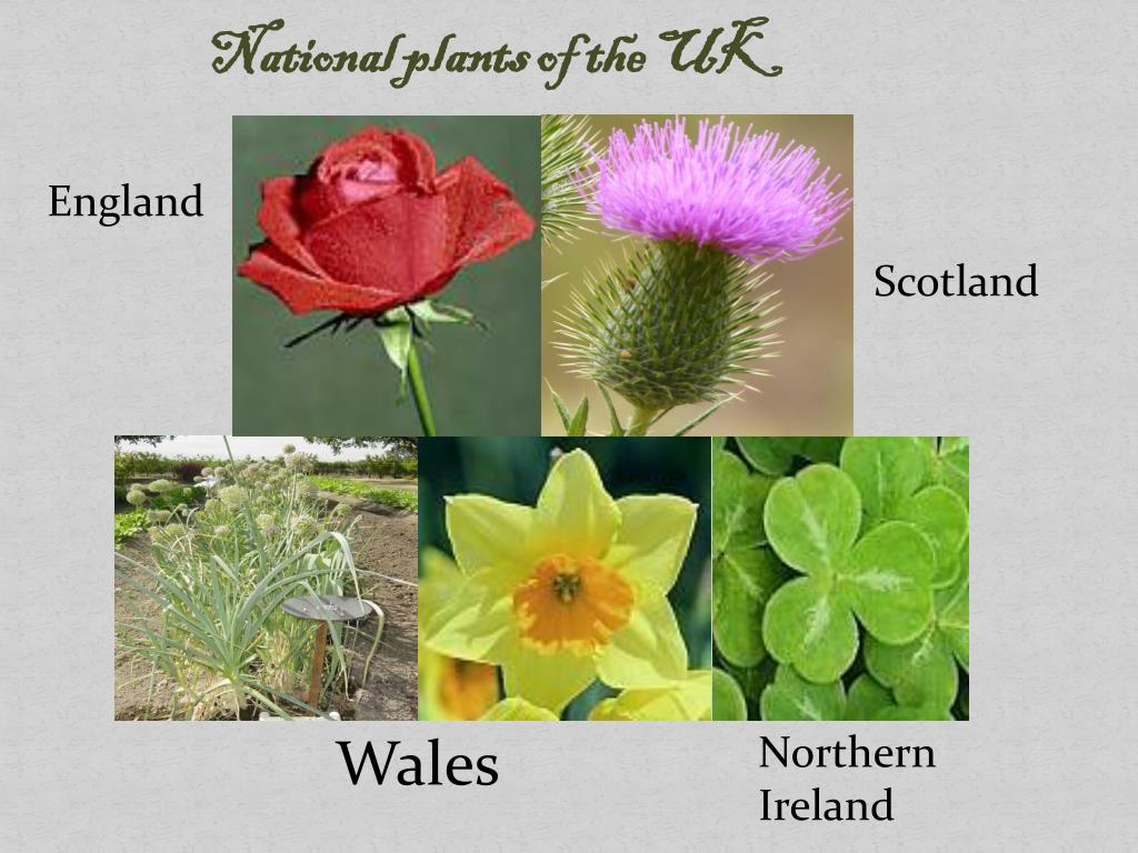 Scotland plants. Цветы символы Великобритании. Растения Великобритании. National Plant of England. Растения Шотландии.