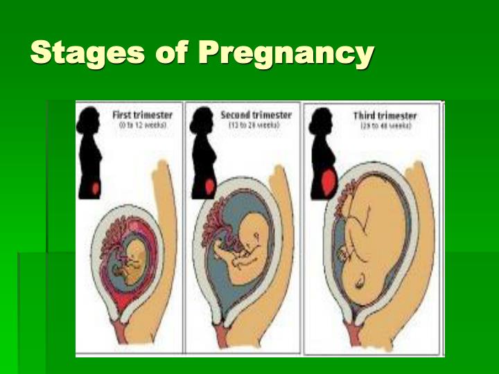 variable presentation of pregnancy