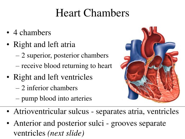 PPT Chapter 19 The Heart PowerPoint Presentation ID2409765