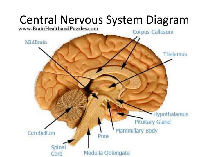 Central Nervous System Diagram Simple : Nervous System ...