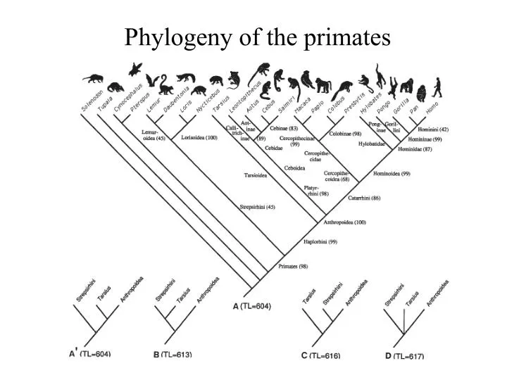 what does the primate phylogenetic tree show