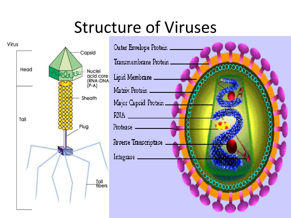 PPT - The Nature of Viruses PowerPoint Presentation, free download - ID ...