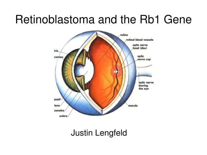 PPT Retinoblastoma and the Rb1 Gene PowerPoint Presentation, free