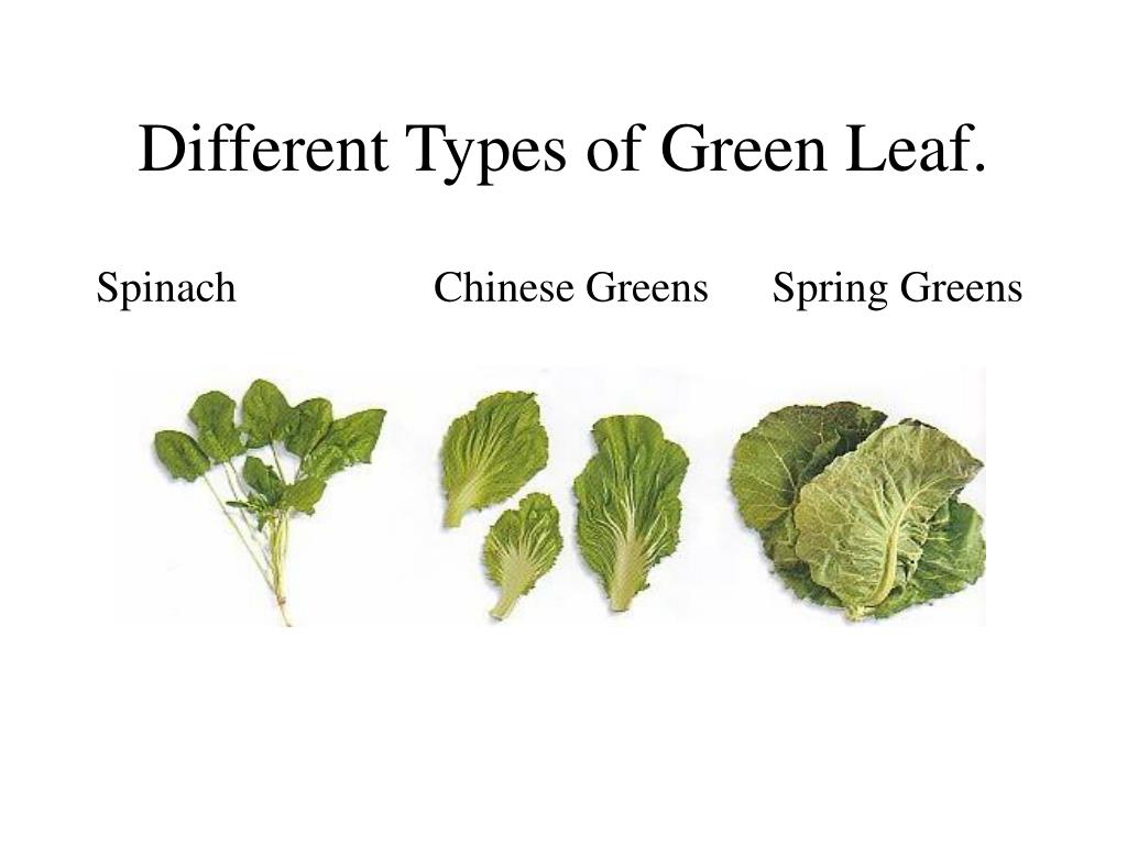 Lettuce перевод на русский. Leaf Green China model.