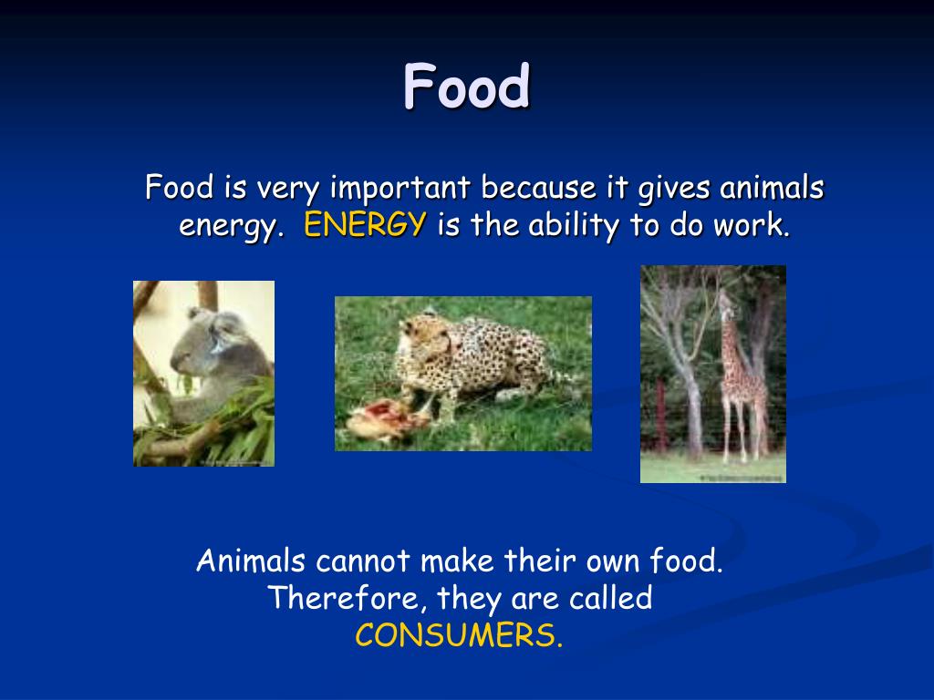 PPT - Animals PowerPoint Presentation, free download - ID:2410812