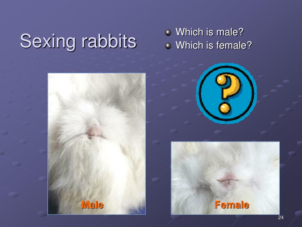 Ppt Rabbit Powerpoint Presentation Free Download Id 2411582