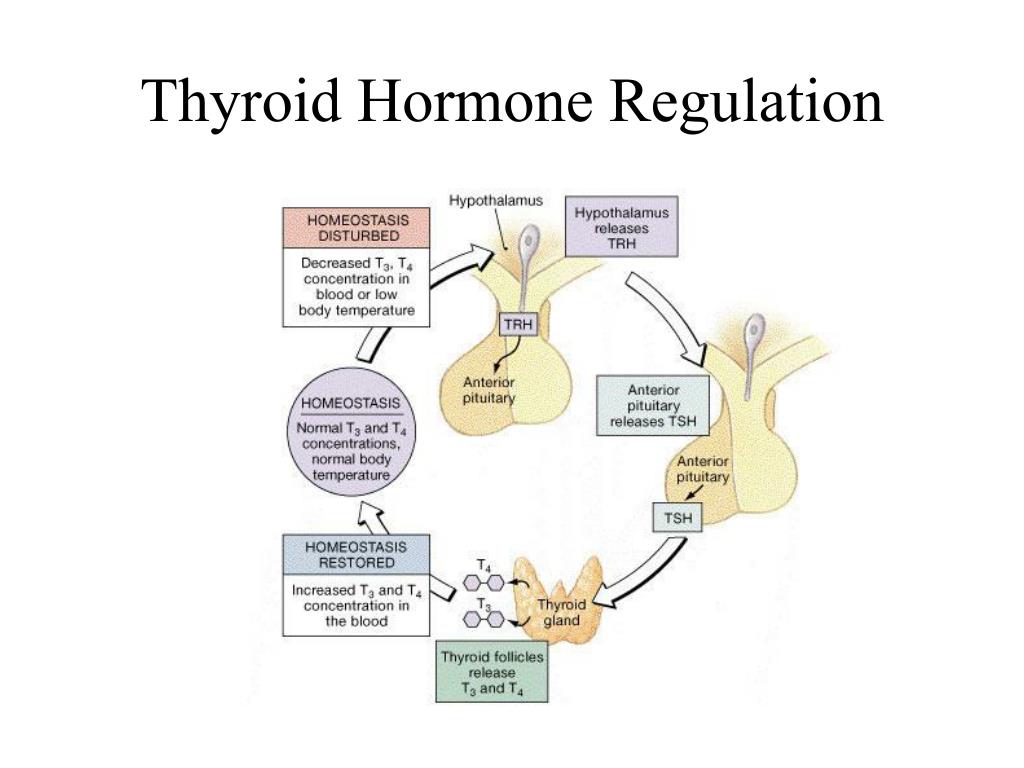 Chapter 18 Part 2 PowerPoint Presentation, free download Biology Diagrams