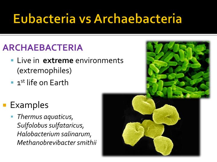 PPT 6 Kingdom Classification System PowerPoint Presentation ID2412077