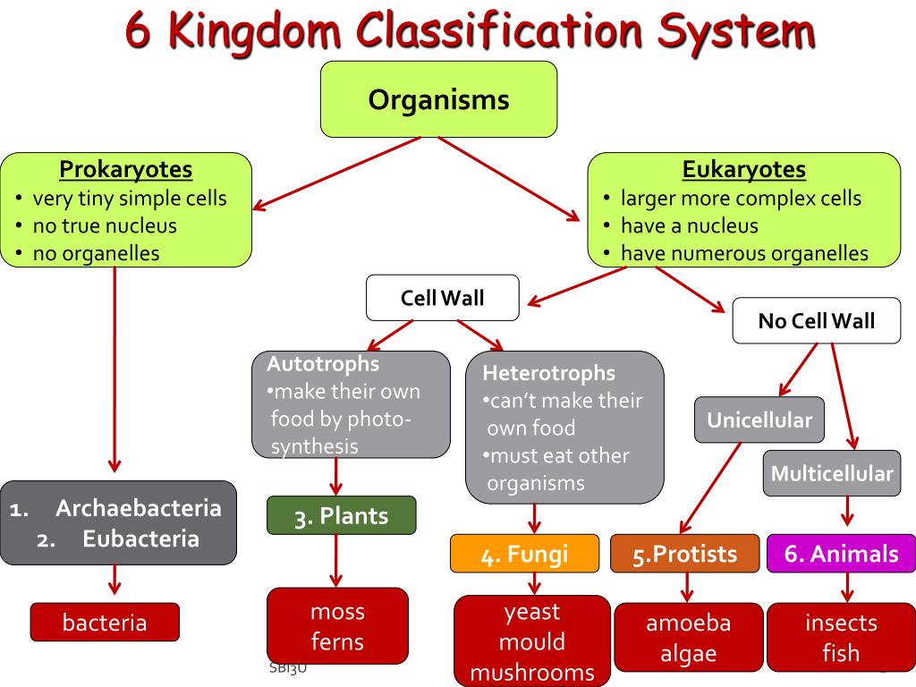 PPT - 6 Kingdom Classification System PowerPoint Presentation, free download - ID:2412077 PPT - 6 Kingdom Classification System PowerPoint Presentation, free download - ID:2412077
