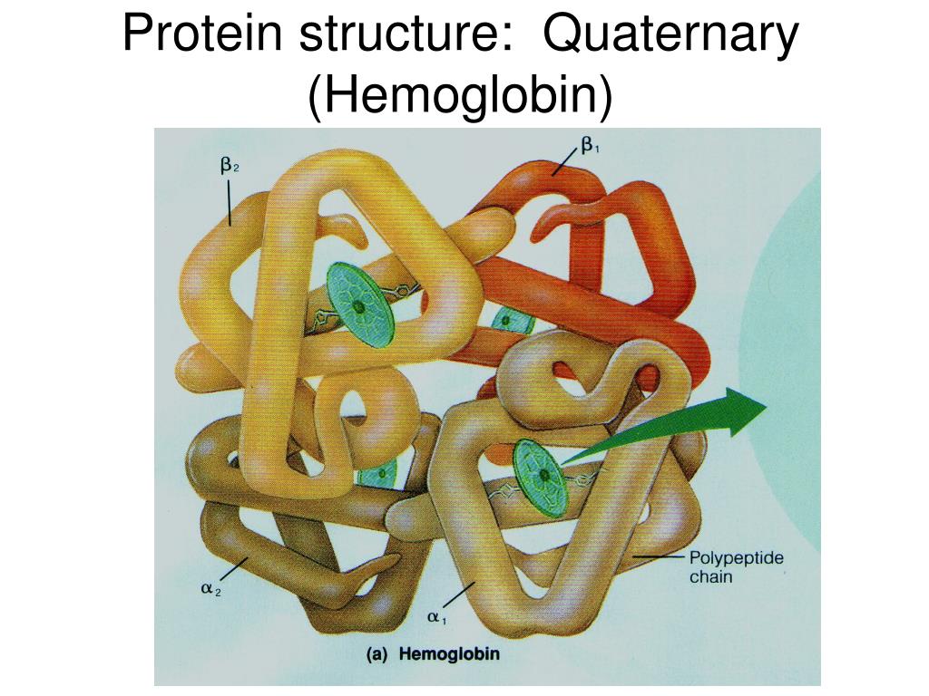 PPT Microbial Metabolism Growth PowerPoint Presentation Free PPT Microbial Metabolism Growth PowerPoint Presentation Free