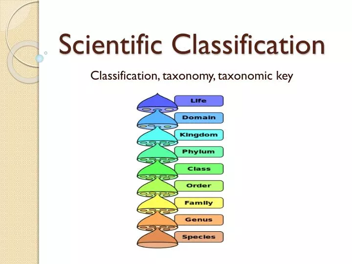 classification presentation