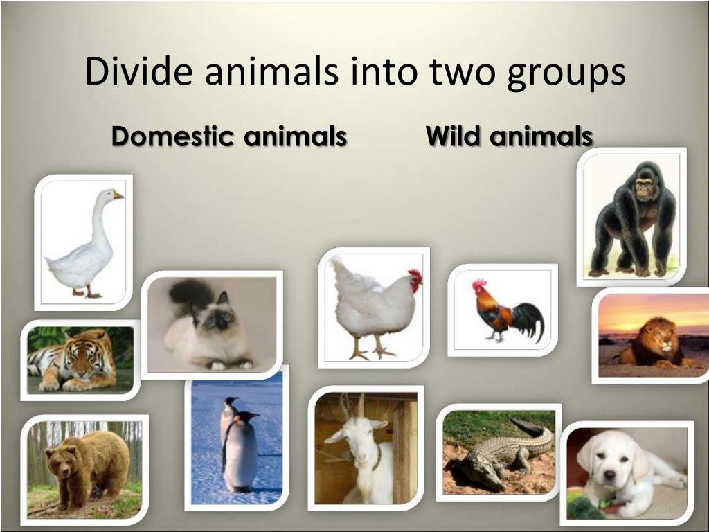 Wild animals тема. Презентация по английскому языку животные. Открытый урок на тему animals. Презентация по английскому языку 3 класс животные. Домашние животные урок английского.