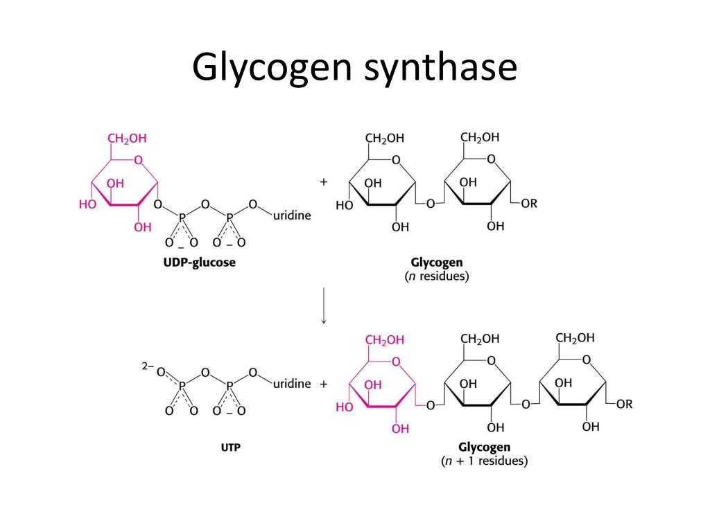 Инсулин стимулирует синтез гликогена
