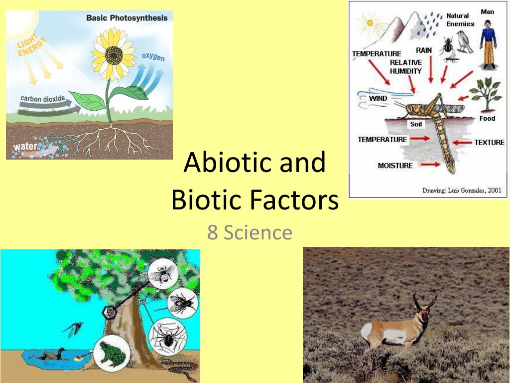 what is biotic components