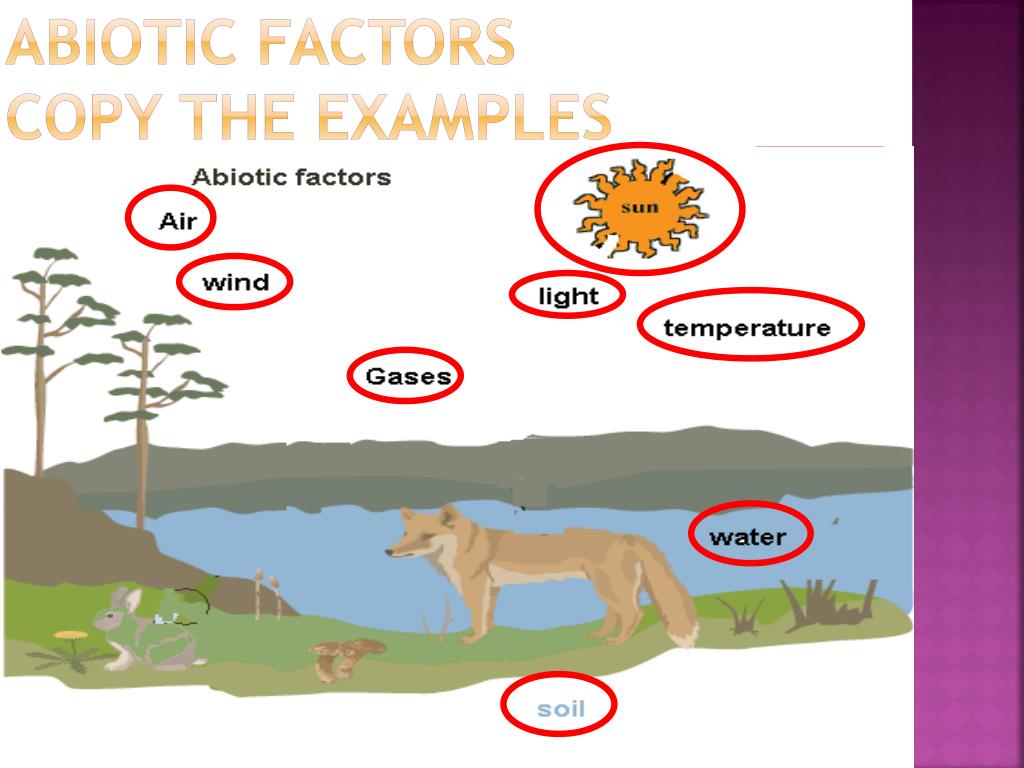 PPT Biotic Abiotic Tropism Limiting Factors PowerPoint 