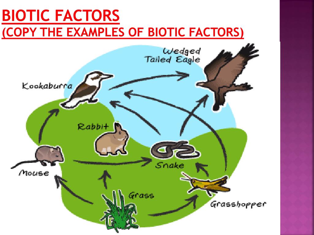 biotic factors copy the examples of biotic factors.