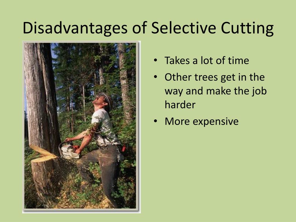Selective Logging: Pros, Cons, And Implementation Methods
