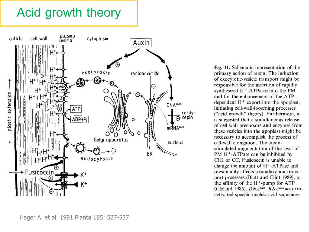 acid growth hypothesis steps