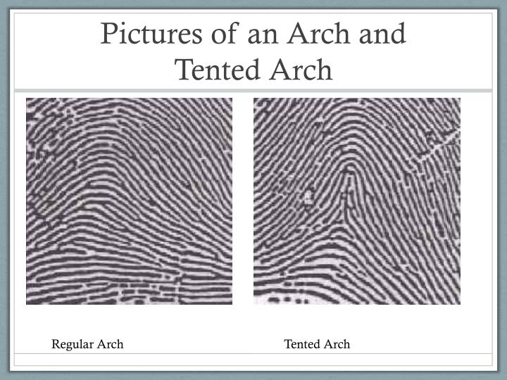 plain arch fingerprint