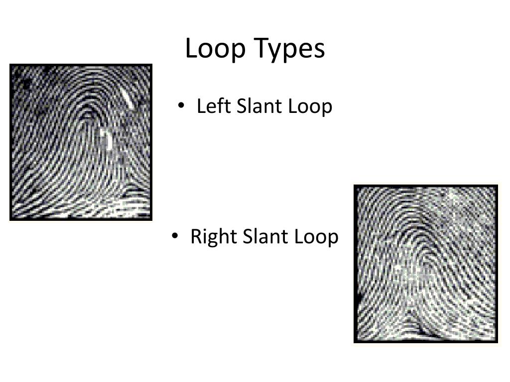 radial loop fingerprint radial loop fingerprint