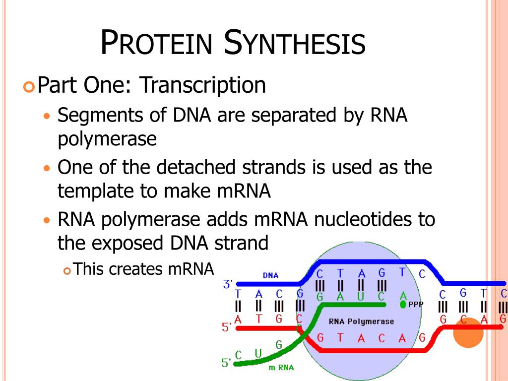protein synthesis ppt