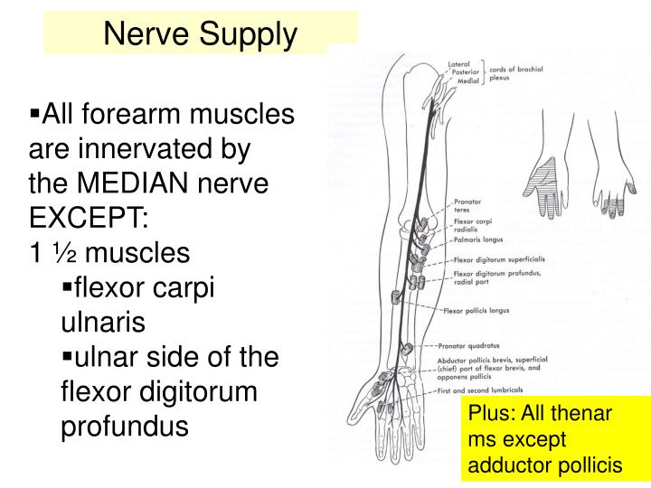 PPT - Muscles of the Anterior Forearm PowerPoint Presentation - ID:2417770