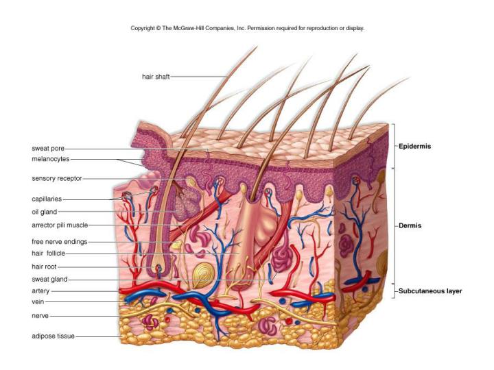 PPT - Types of Epithelial Tissues in the Vertebrates PowerPoint ...