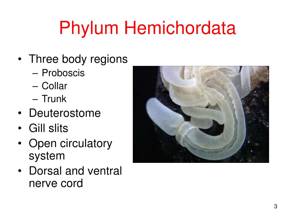 PPT - Phyla Hemicordata and Chordata PowerPoint Presentation, free