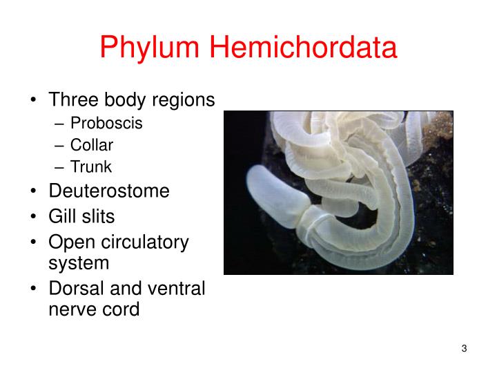 PPT - Phyla Hemicordata and Chordata PowerPoint Presentation - ID:2418075