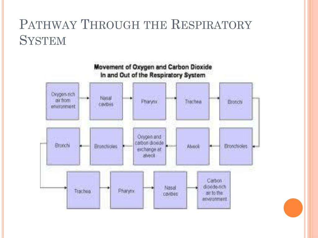 PPT - Internal Systems PowerPoint Presentation, free download - ID:2418196