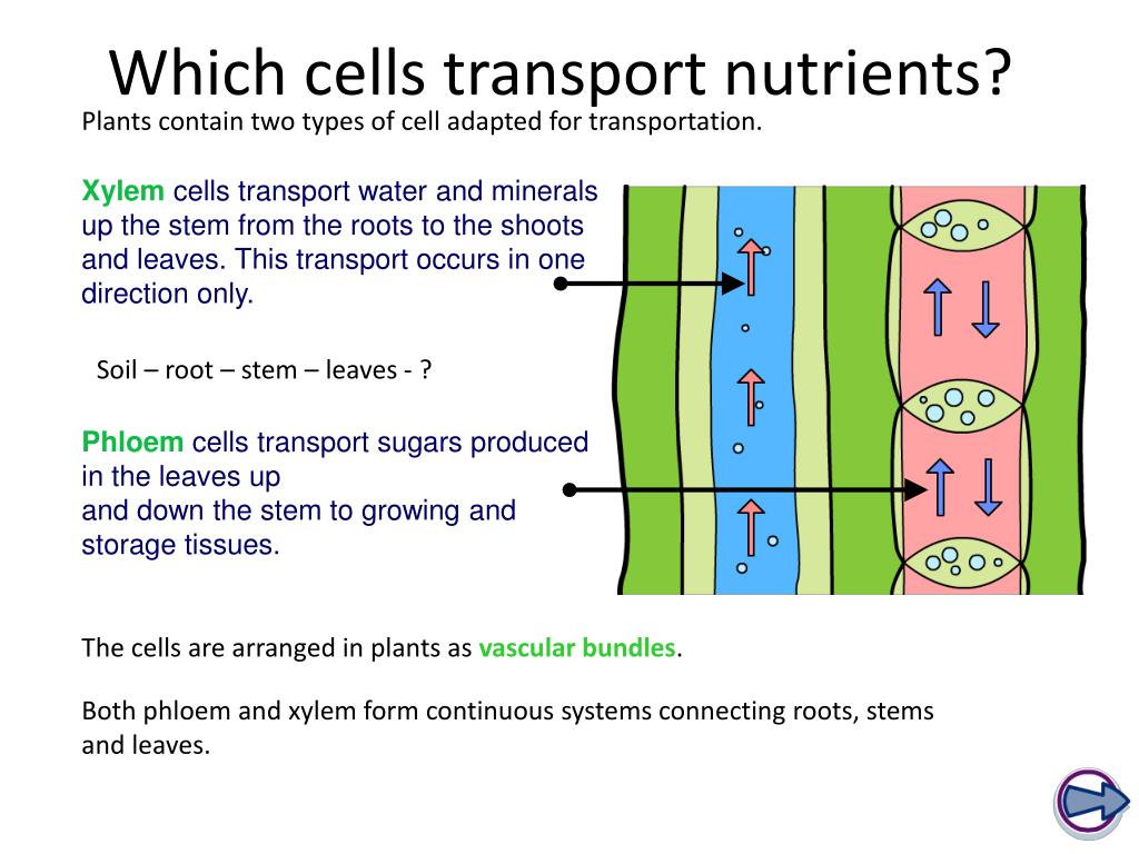 Type Of Cells Which Transport Water And Minerals Throughout Plants type-of-cells-which-transport-water-and-minerals-throughout-plants