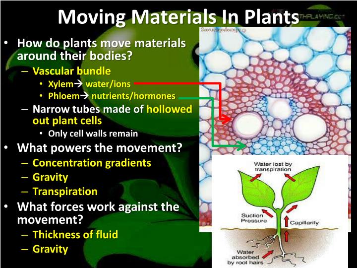 PPT Transportation In Plants PowerPoint Presentation ID2419400