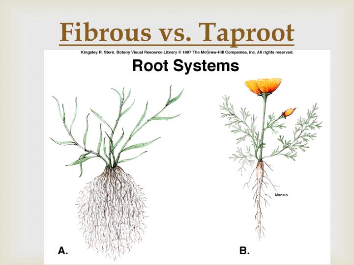 PPT Roots PowerPoint Presentation ID2419597