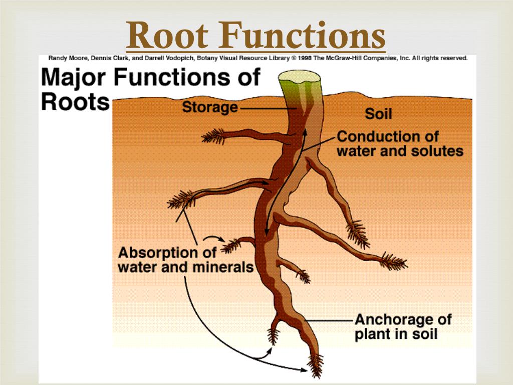 leaf-diagram-labeled