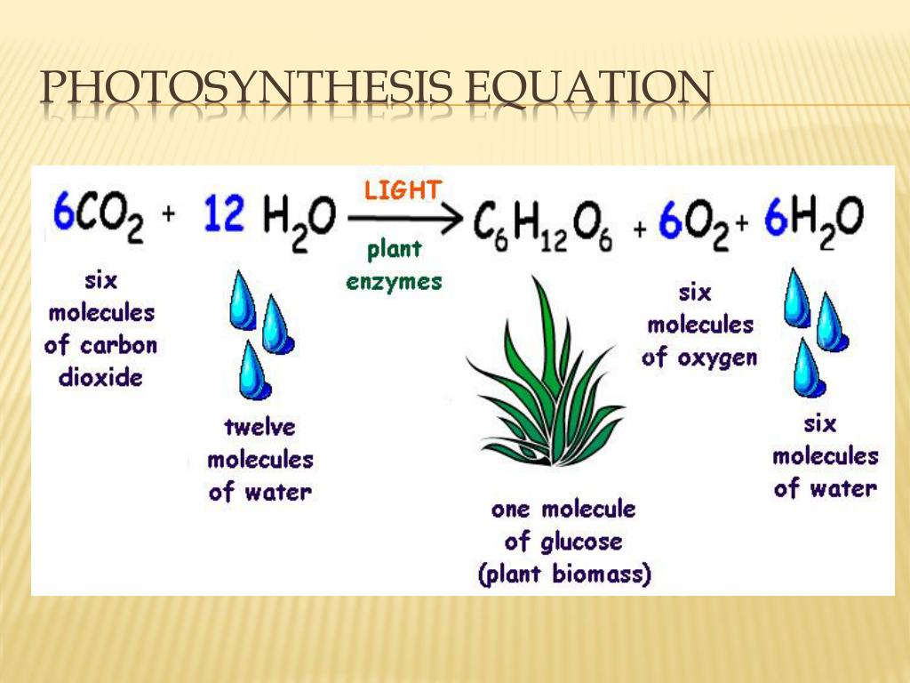write a summary equation for photosynthesis