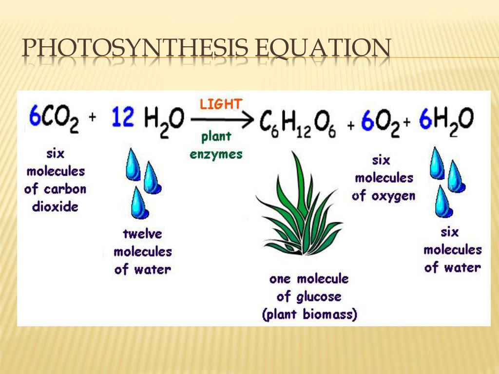 Photosynthesis Formula