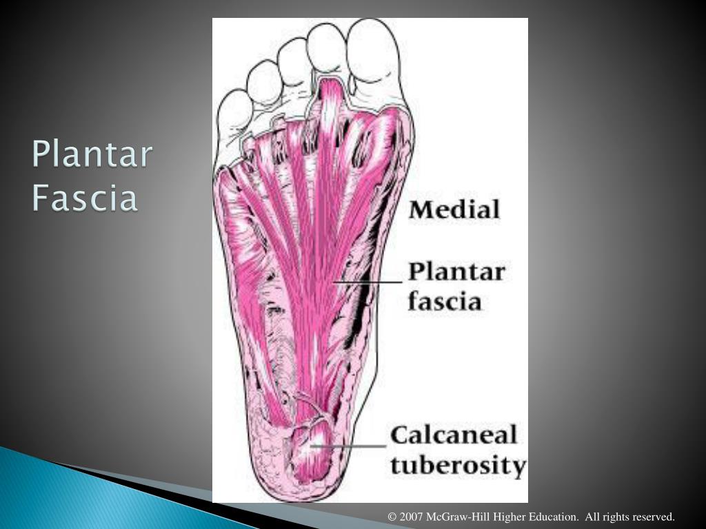 Deep fasciae on foot