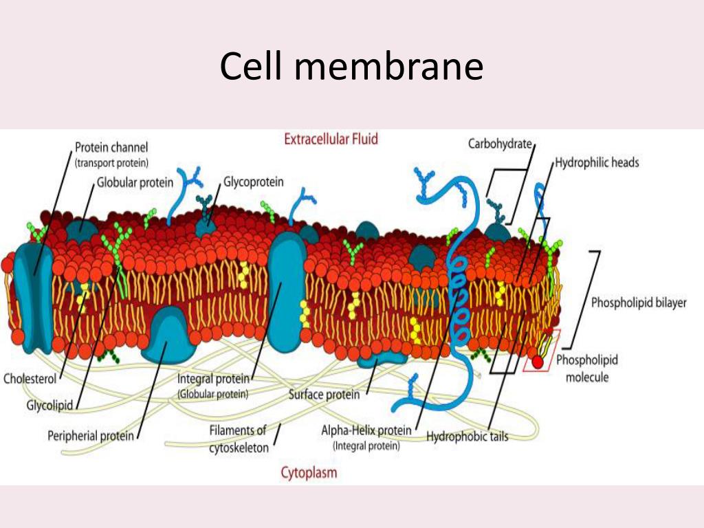 Ppt Cell Membrane Structure Function And Cell Transport Ms Kim