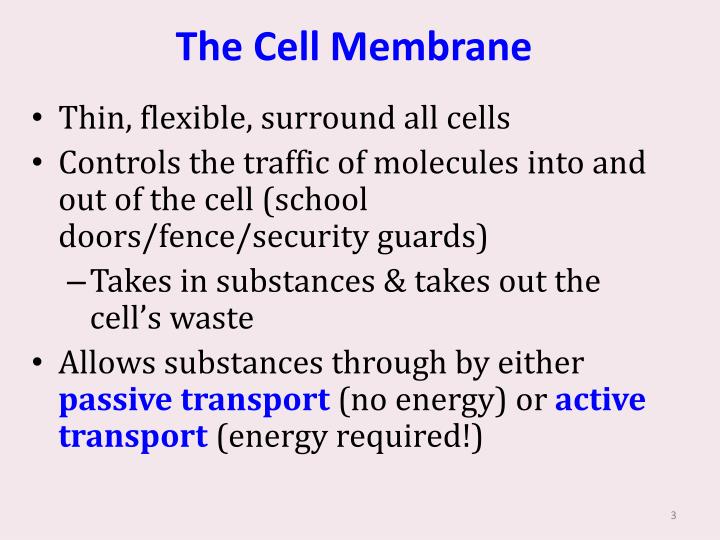 membrane structure and function