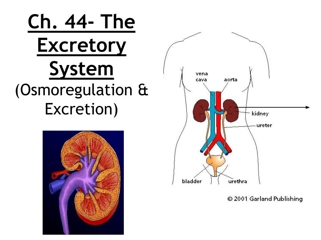 PPT - Ch. 44- The Excretory System (Osmoregulation & Excretion