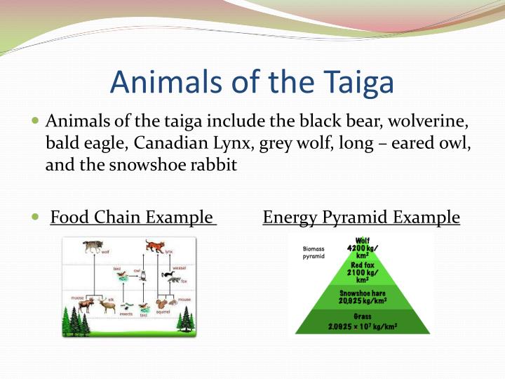 ppt the taiga biome presented by anish agarwal powerpoint