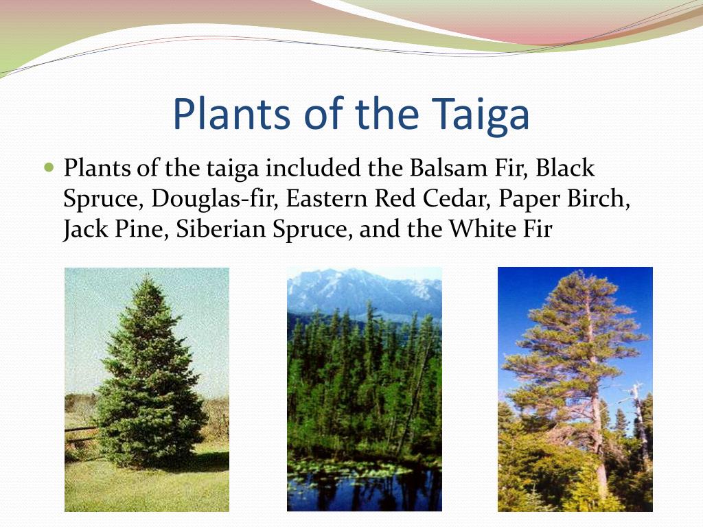 PPT - The Taiga Biome Presented By: Anish Agarwal PowerPoint