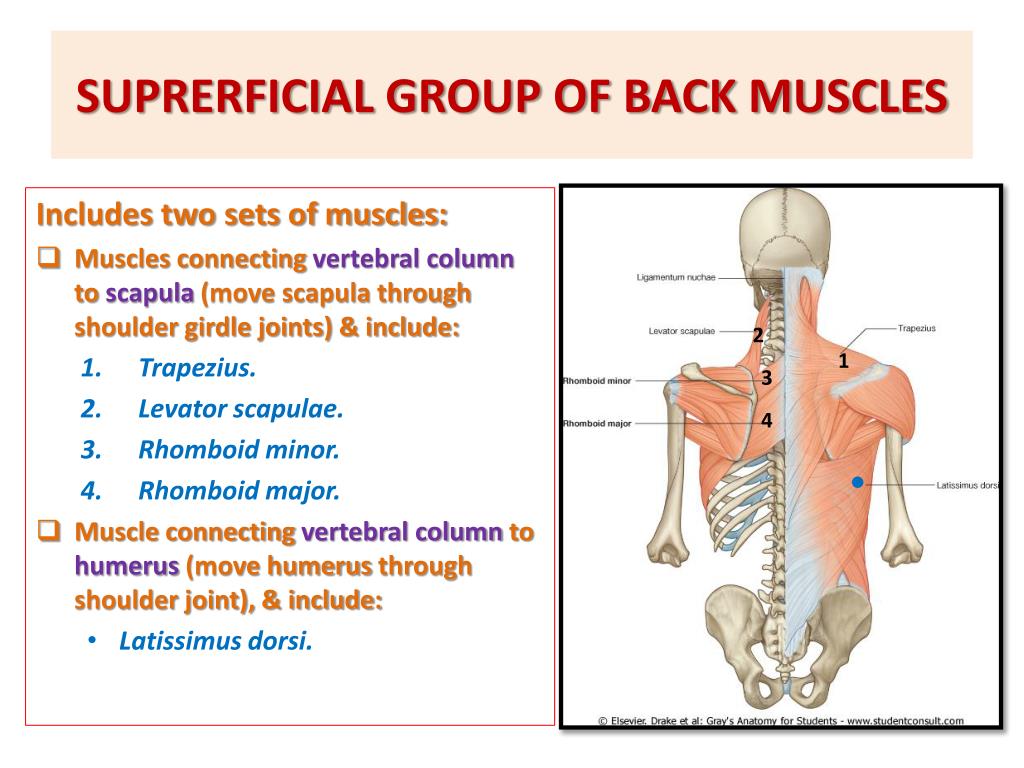 PPT - MUSCLES OF THE BACK PowerPoint Presentation, free download - ID