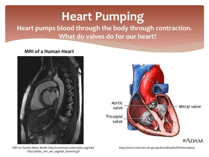 PPT - The Human Heart and Blood Flow PowerPoint Presentation - ID:2422421