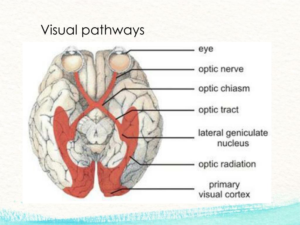 Brain eyes. Visual Pathway. Зрительный нерв на препарате. Chiasm.