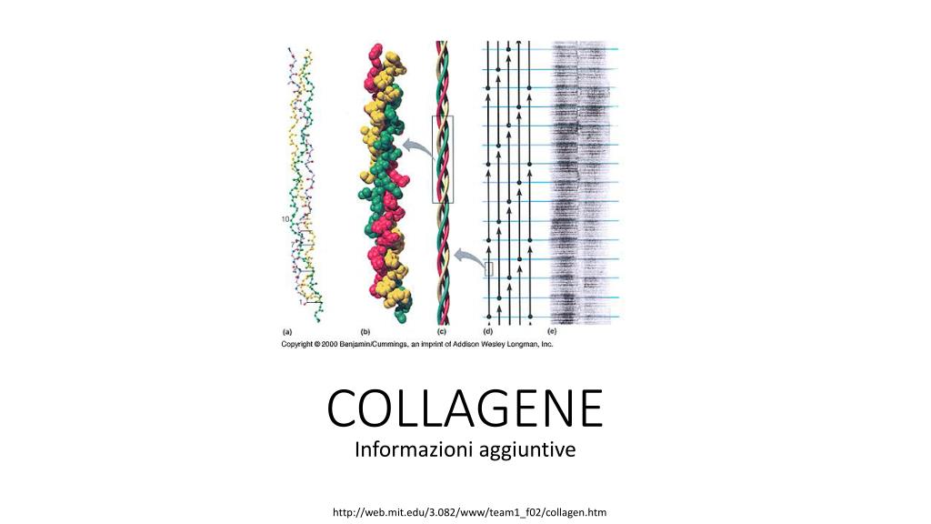 Collagenea PPT - COLLAGENE PowerPoint Presentation, free download - ID:2422646