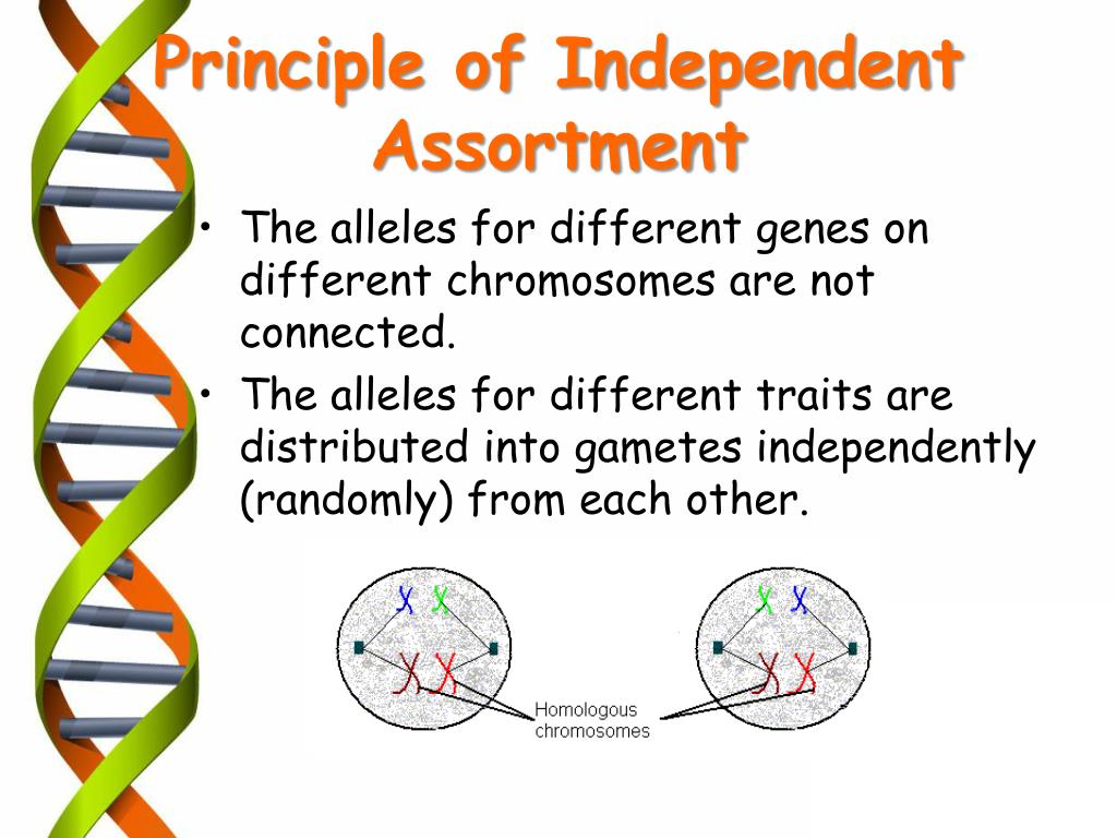 principle of independent assortment principle of independent assortment