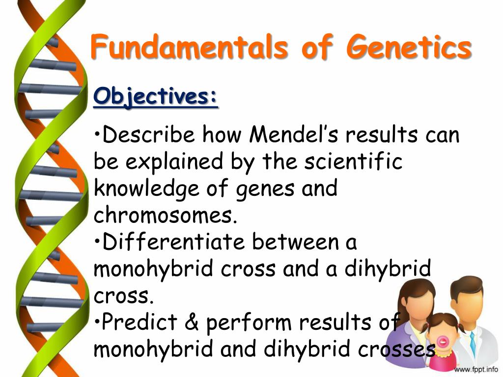 PPT - FUNDAMENTALS OF GENETICS PowerPoint Presentation, free download - ID:2423187