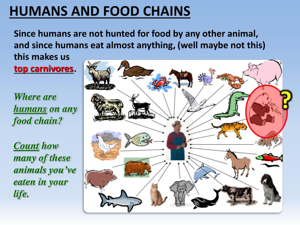 Human since. Food Chain. Food Chain Human. Пищевая цепь человека. Humans in the food Chain.